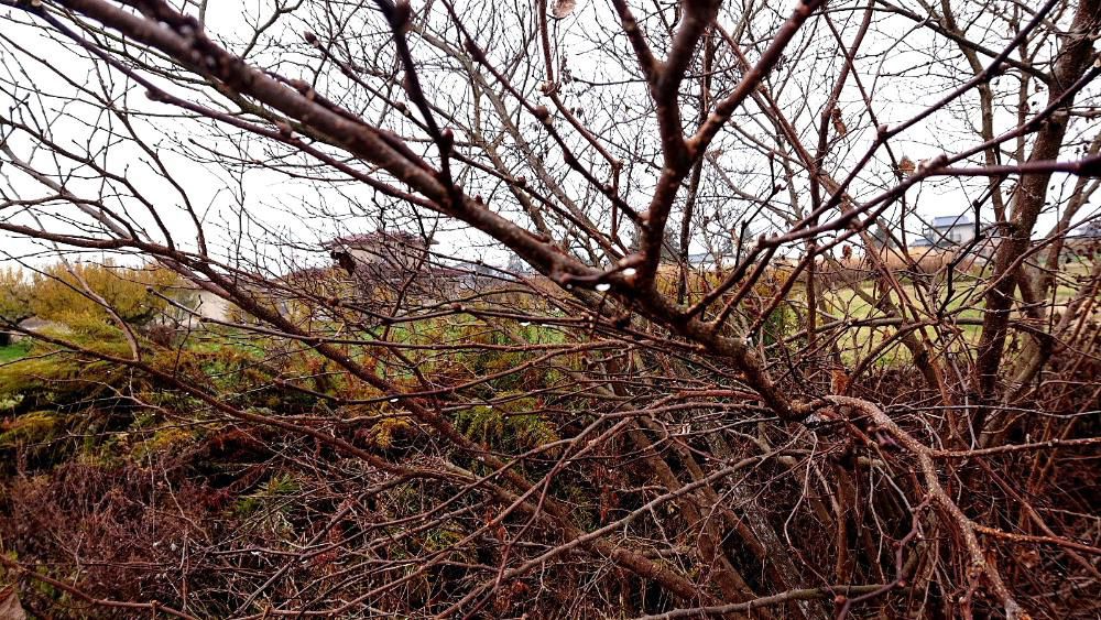散歩途中の道ばたのすっかり葉を落とした雑木に雨のしずくが今にも落ちそうに光っています　冷たく光って冬の装いの準備をしているようです　もう紹介する花がなくなり寂しくなりました