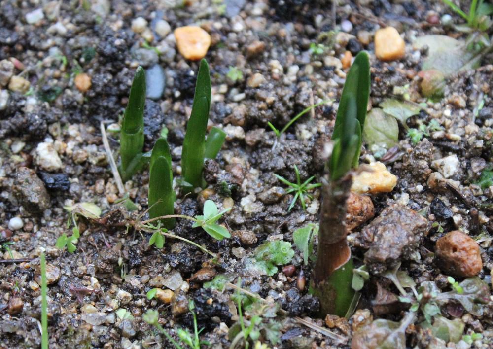 冷たい雨が降っています　外ではスズランスイセンがもう春の準備をしています　小さなかわいい花をさかせるたスズランスイセンを知人からもらいました　そのスズランスイセンがもう芽を出しています　来年春の開花が楽しみです