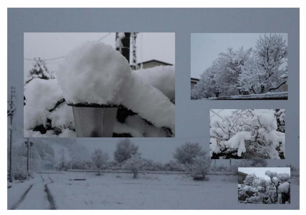 予報どおりに雪が積もり一面モノトーンの世界となりました　大吹雪でどっさり雪を置いていくのかと思いましたが予想に反し湿ったぼた雪となり木々の枝にもふんわりと雪が積もっています　少し気温があがったのでしょうか時折枝の上の雪がドサッと落ちる音が聞こえます　いよいよ冬本番ですね