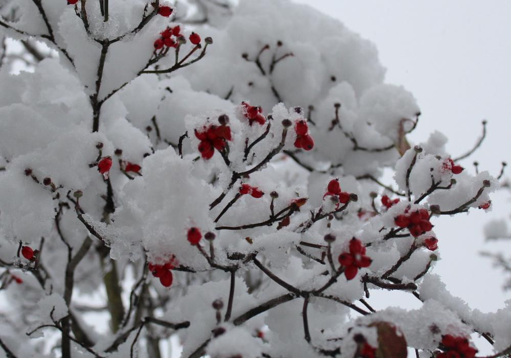 水分を含んだ２０～３０センチほどの雪が積もりました　真っ赤に実っているハナミズキの実が雪で重そうです　ときおりこの木に鳥が実をついばみにやってきますが何という鳥かもわかりません　カメラを向けてさ撮影しようとするといつも逃げられていまだに満足いく撮影ができていません　雪と真っ赤な実と鳥の写真をいつかアップします