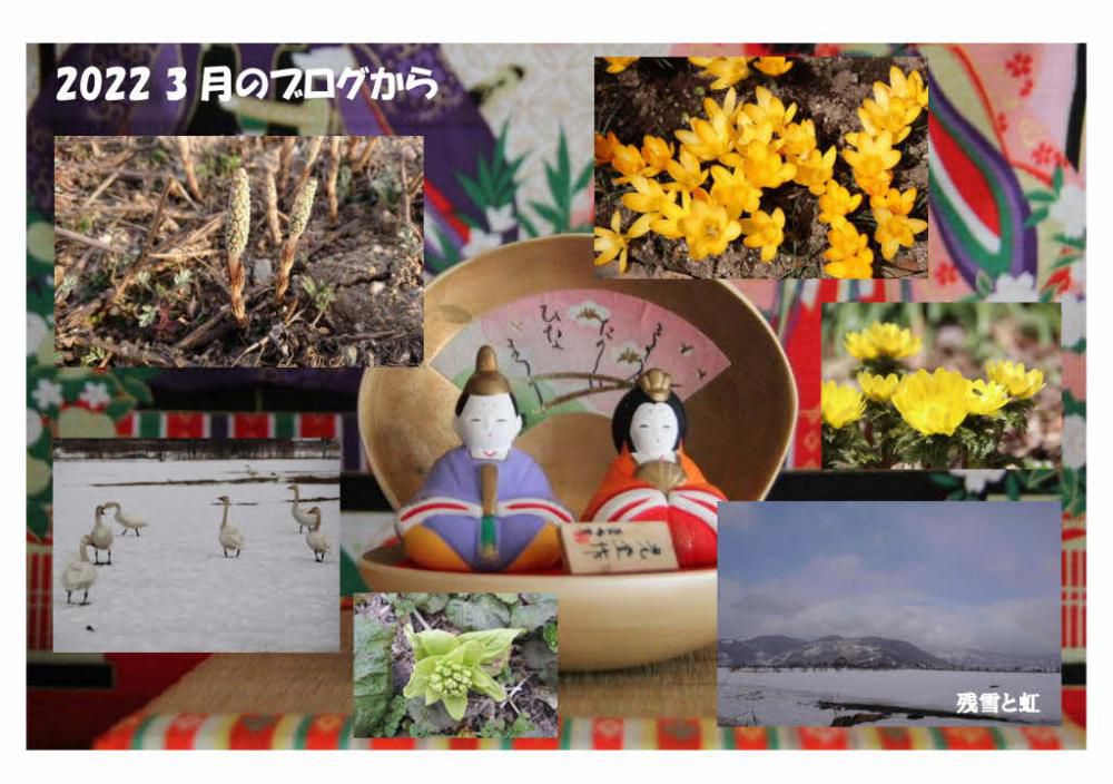 今年の冬は格別に雪の多い年でしたので雪が解け草花が芽を出し花が咲く３月は待ちに待った季節でした