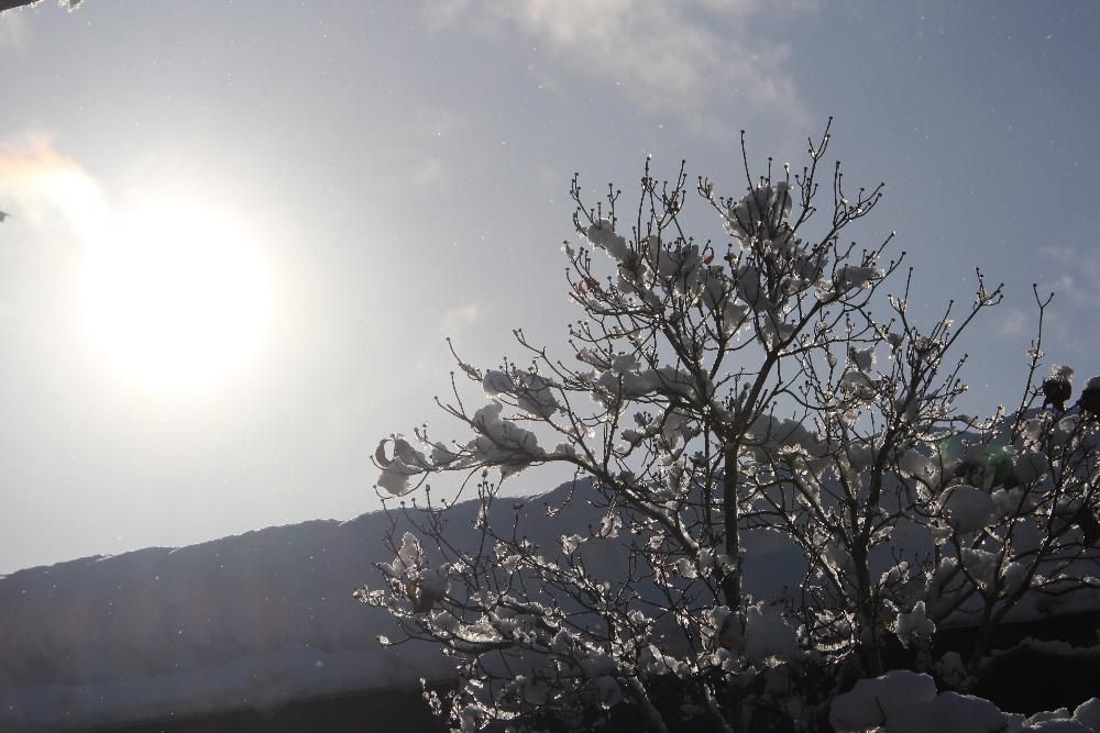 大雪も一休み　お日様が顔を出してくれました　冬の太陽は雪を溶かしてくれ暖かさをもたらしてくれとてもありがたい冬のプレゼントです　少しこの天気が長く続いてくれるといいのですが