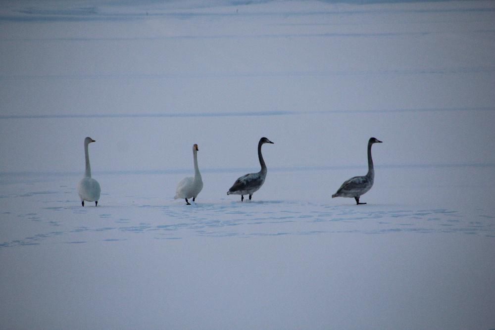 雪原での白鳥のダンス　餌もないのに田んぼの中に白鳥がじっと寒さをたえているかのように座っていました　そんな中で４羽の白鳥が首を振ったり羽を広げたりとダンスをしているかのようでした　寒さはこれからです　頑張れと応援したくなります