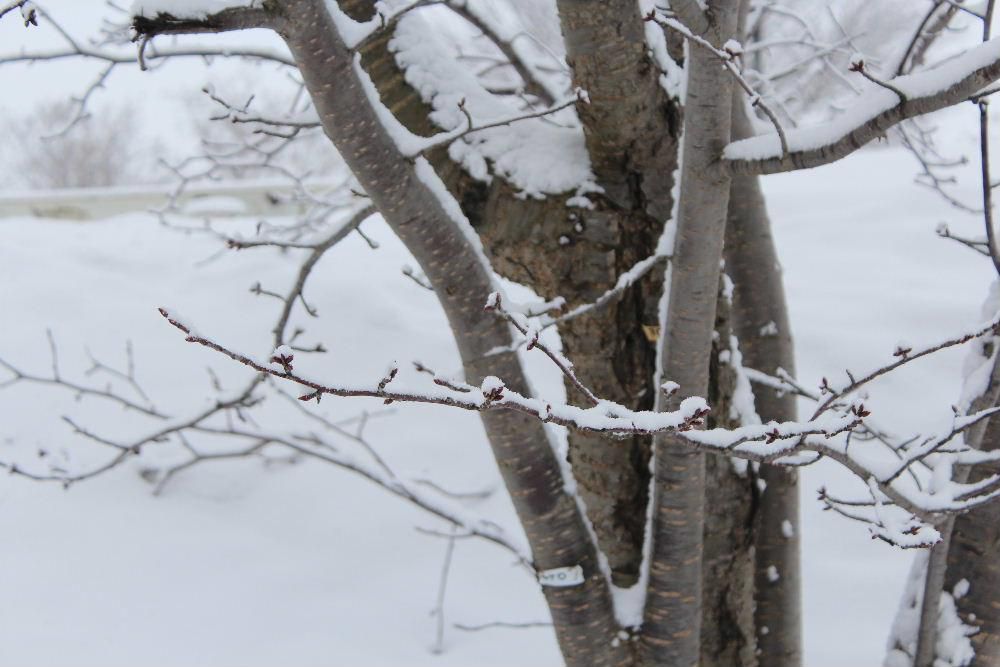 １０年に一度の寒波がやってきているとの予報ですが当地域では積雪もなくうっすらと道路につきが舞い落ちています　１月にはいってほとんど雪らしい雪がふっておらず今日も雪かきをしなくてもよいとほっとしています　今チラチラと雪が降っています　これから積もるのでしょうか