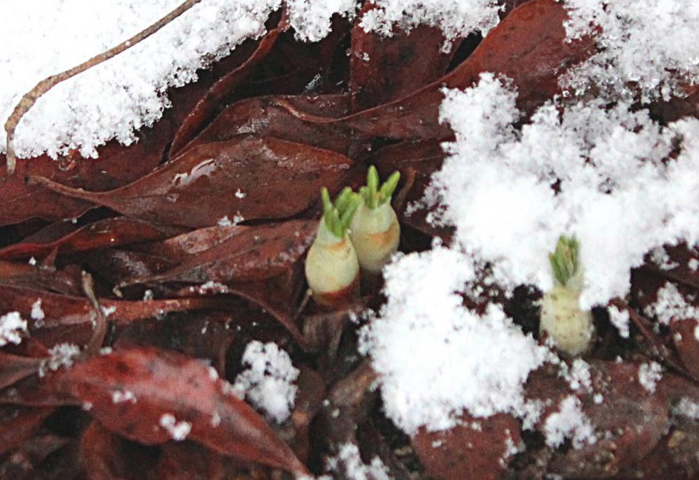 かなりの積雪になるのではと思っていましたが今朝はうっすらと雪が降っただけでホッとしています　うっすらと積もった雪の間からクロッカスの芽が伸びています　我が家の春を告げる草花で最初に必ず黄色の花を咲かせてくれます　もう少しすると花が咲くのではと楽しみです