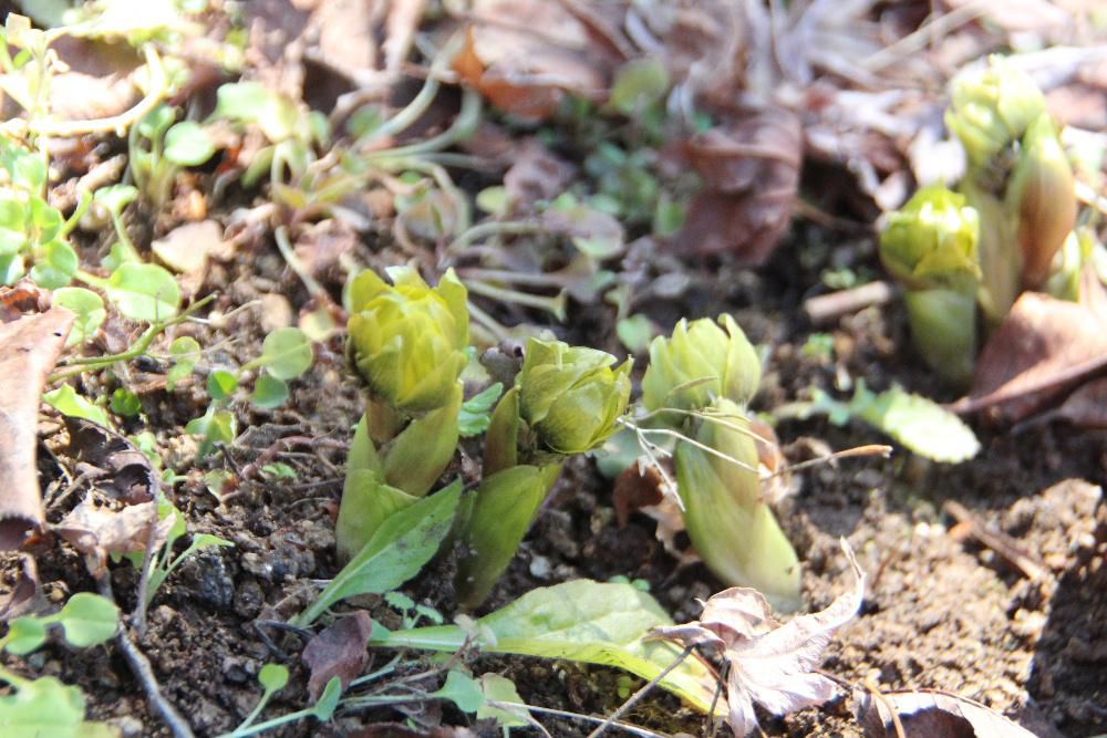 朝から太陽がサンサンと降り注いでいますが気温はまだ寒い朝となりました　２月２３日に紹介した烏帽子山八幡宮の福寿草がこの陽ざしに誘われ少し花を膨らませていました　鮮やかな黄色の花が今日か明日には見れそうです