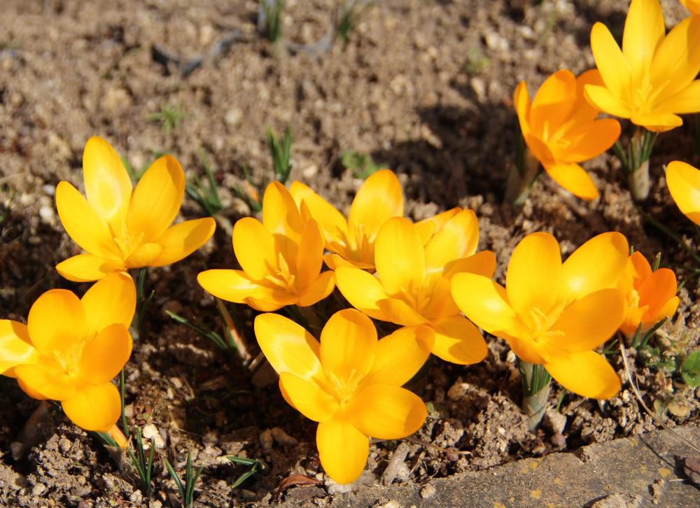 春を先取りしたかのような4月中旬の気温となった昨日　我が家の庭の花春２番となったクロッカスの花が咲きました  鮮やかなオレンジ色の花が一斉に咲き味気なかった庭に彩を添えてくれました　このあと白や紫など次々と花を咲かせてくれます　毎年紹介している花ばかりですので趣を変えて（無理かな？）このブログにアップできるよう心掛けたいものです