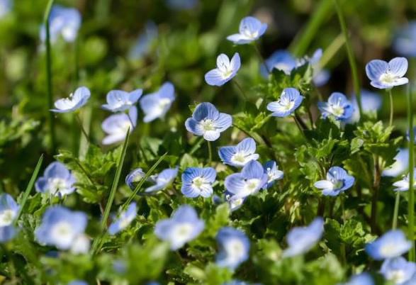 散歩していると道ばたのあちこちに小さな青紫色の花を見つけました　「オオイヌノフグリ」という名前の花ですが「大犬のふぐり（陰嚢）」なんてなぜついたのでしょうか　この花にはいくつかの別名の名前も付いているそうです　その中の一つに「星の瞳」という名前もあるそうです　この名前もどこからついたのかわかりませんがこの名前の方が可愛いですね