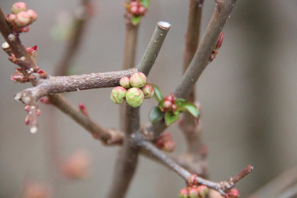 東京では桜の開花宣言が今日にも出されそうです　福寿草　クロッカスに続いて我が家の春３番は何が咲くのだろうか　ボケのつぼみもだいぶ膨らんできました　日増しに気温が高くなり春に向かって駆け足で進んでいきます