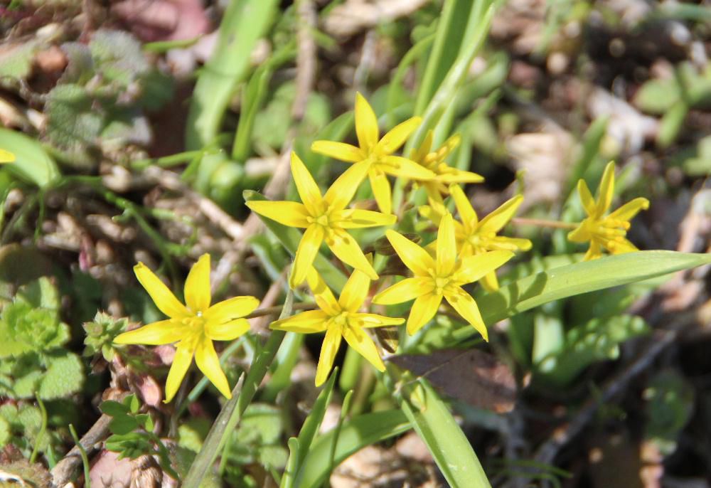 早春の野草「キバナノアマナ」日本語で書くと「黄花の甘菜」です　小さな可憐の花で早春を告げる花の一つでしょうか　日当たりのよい土手に咲いています