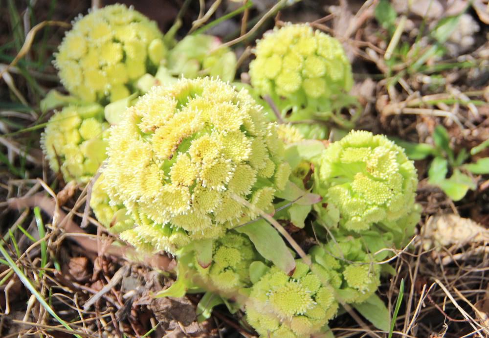 つい先日まであんなに鮮やかな緑色をしていた早春を告げる食材「フキノトウ」がきれいな花をつけて早春の香りをもつフキノトウが終わりを告げようとしています　独特の苦味と香りはてんぷらにしてよし　味噌汁に放してよしとまさに春の食材です　つくしも生えています　野生の直物も次々と背を伸ばし春本番に駆け足です 