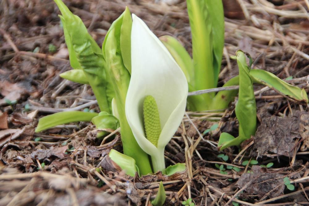 連日暖かな日が続き我が家の裏の小さな川の隣地の川べりに「ミズバショウ」の花が３月というのにもう咲き始めました　「ミズバショウ」と聞くと５月頃の花ではと思っていますのでこんなに早くミズバショウの花をみることができるほど今年は春の訪れが早いということでしょうか