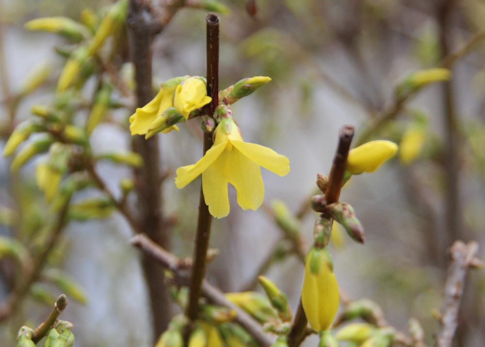 我が家の春三番の花は黄色の「レンギョウ」です　今から４０年ほど前　山形に通勤していたときに春になると通勤途上の家のあちこちに咲いていた花です　厳しい冬が終わりようやく春なったことを告げるかのように咲いている黄色の花を見てほっとしたことを思い出します　魅せられてその花木を我が家の庭に植えましたが今年も花を咲かせてくれました　今年の春３番目に咲いた花です