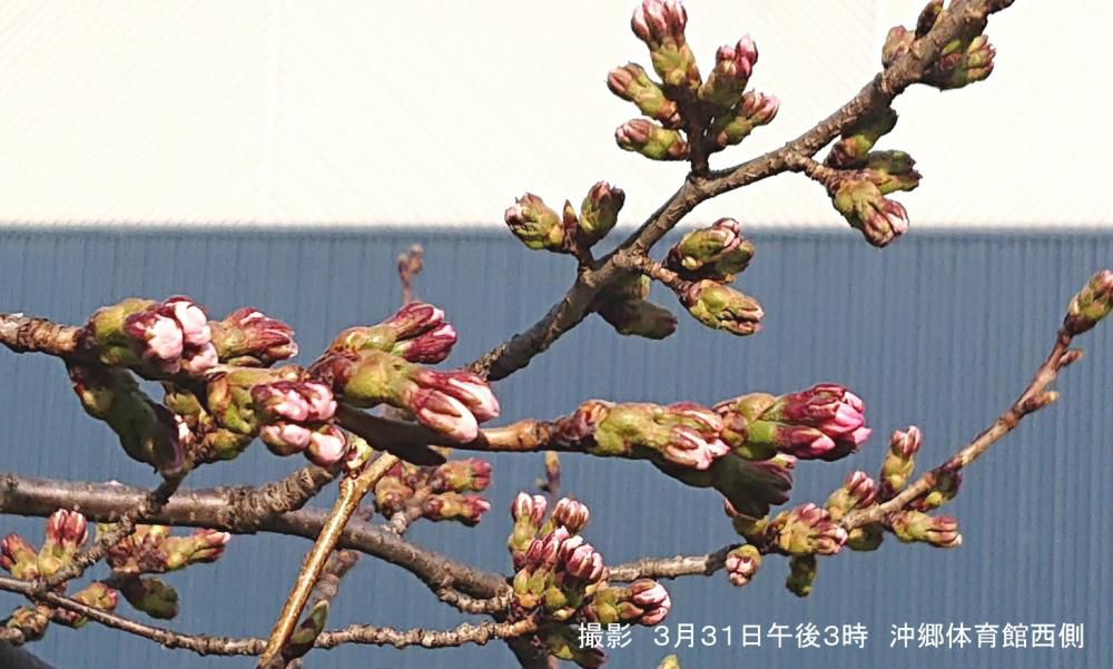 「えっ　こんなに桜の蕾が膨らんだの？」昨日の午後3時頃　沖郷体育館西側の今にも咲きそうな桜の蕾に「まだ３月なのに」と驚きました　間違いなく今日は開花するだろうと思われます　桜に限らず今年は野草も花木も草花も花の咲くのが早く驚いています　今日暖かくなる午後にもう一度行ってみてきます　もし咲いていたらこのブログにアップします