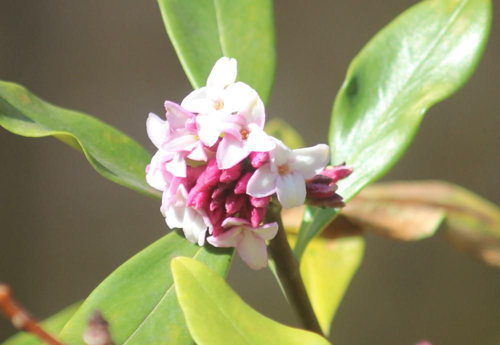今年の春我が家の庭に咲いた4番目の花は「ジンチョウゲ」です　甘い香りを放つ花ですがまだ匂ってきません　　妻の実家に大きなジンチョウゲがありました　花の季節になると家に着く前に甘い香りが漂ってきたのを思い出します　今はその木もなく植えたであろう両親もなくなりましたが「ジンチョウゲ」を見ると大きな「ジンチョウゲ」を思い出します