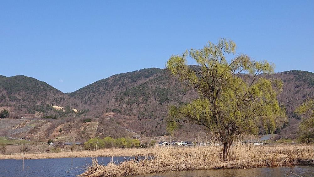 連日暖かい日が続いて周りの景色も少しずつ色づいてきました　白竜湖の湖畔に淡い黄緑の木が周りの枯れた山や葦などを押しのけるかのように春を告げています　まもなく一斉に木々や草花も芽吹いて一面の緑となるのもそう遠くありません。春本番を迎えようとしています