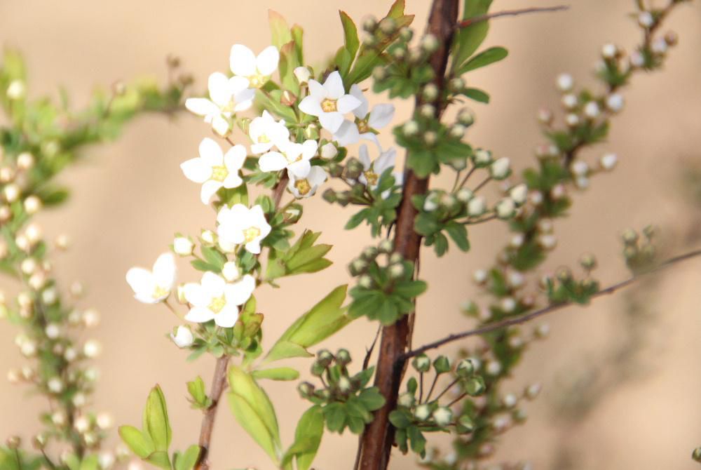 暖かさに誘われて庭の花木や草花が次々と咲き始めました　「ユキヤナギ」が白いちっちゃな花をつけています　満開になると雪が積もったように真っ白になります　まだ咲き始めで雪が降ったようにとはいきませんが爽やかな白い花です