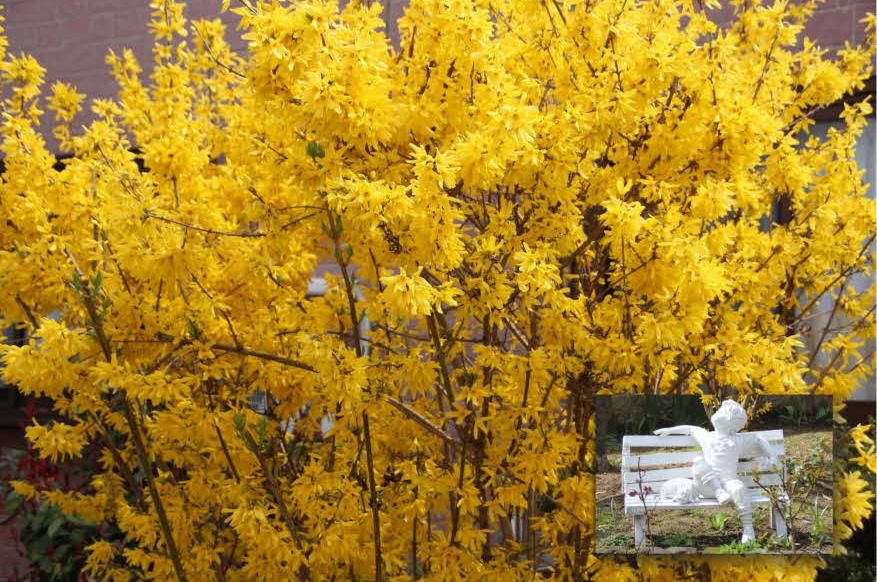庭の「レンギョウ」が鮮やかな黄色の花を咲かせその下に４～５０センチほどの白い人形が小さな白いベンチに座っています　この人形が我が家に来てから２０年近くなります　まだ歩くこともできない小さい孫たちがくると一緒に写真をとりました　成長した孫を見るとこんなに小さかったんだと思い出します　我が家の歴史を見つめてくれた白い人形が今にも壊れそうです