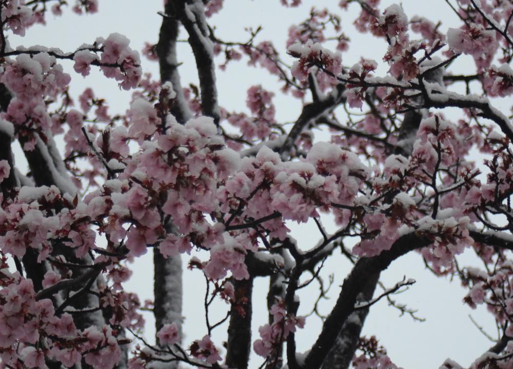 桜が満開したと思ったらなんと今朝は雪が積もっていました　せっかく咲いた桜が重そうに雪を載せせています　数年前のこの日も雪が積もり驚いたことを思い出します　せっかくの日曜日で花見ができそうだと思っていてがっかりした方もいるのではないかと思いますがお昼ごろには晴れそうですからお花見にお出かけしてはどうですか　満開の桜は今が見頃です