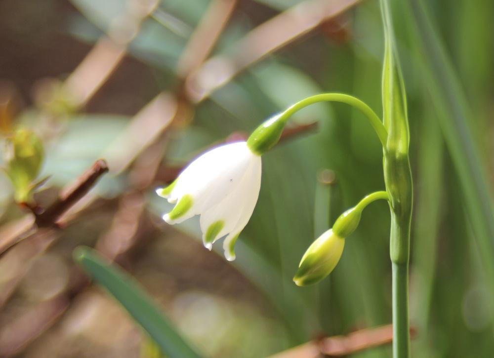 知人からいただいた「スズランスイセン」の花が咲きました　大きさは１ｃｍにも満たない小さな花ですが白い花びらと緑色の斑点のコントラストがとても可愛い花です　スズランのように下向きに咲きか風に揺れています　群植するととてもきれいになるそうですが数年先でしょうか