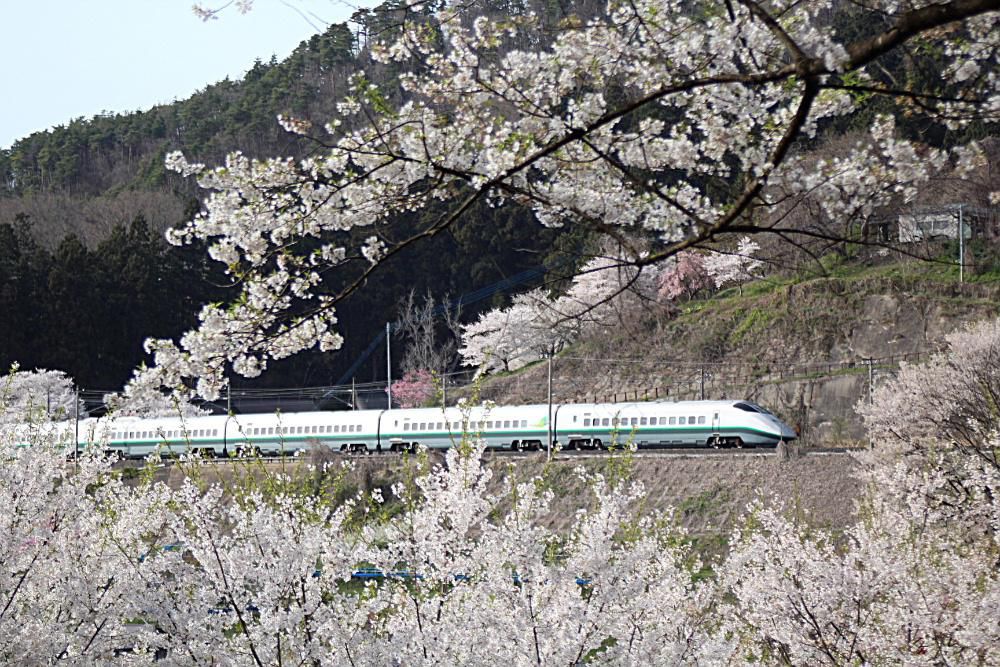 撮れました　シルバーカラーの山形新幹線の列車が桜の間を疾走する姿を撮りたく烏帽子山公園に２時間ほど粘ってようやく撮影した１枚です　しばらく目にすることのなかった懐かしいシルバーカラーが引退したことを残念に思っていましたので撮影できてうれしくなりました　