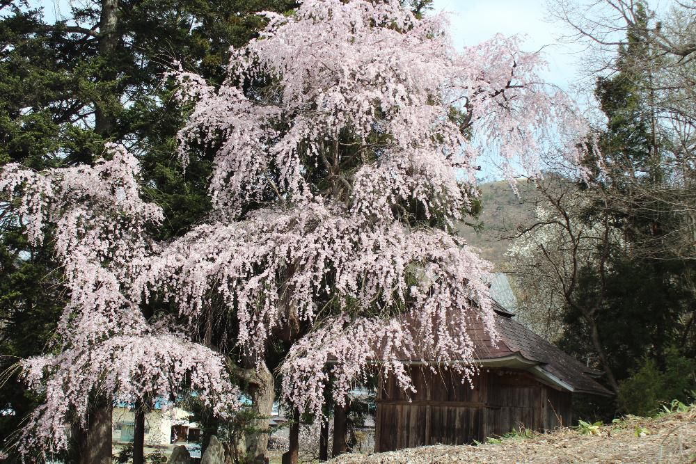 南陽市の東の山すその集落金沢地区の杉林のそばに「しだれ桜」がきれいに咲いていました　神社のそばにひっそりと咲いておりあまり気に留める人もいないのでしょうか　烏帽子山公園のように数百本もさいていると華やかできれいですがポツンと一本だけ咲いている桜もまた風情があります　まもなく桜が終わりに近づいています