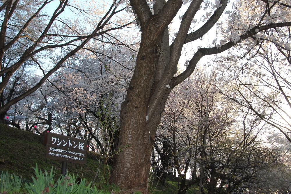 雨と風で咲いていた桜が散ってしまい桜も終わりでしょうか　皆さんは烏帽子山公園さらに赤湯中学校校庭に「ワシントン桜」が植栽されていることを知っていますか　烏帽子山千本桜保存会の３０周年記念誌に「ワシントン桜」についての記事の依頼を受け下記のような原稿を認めました　こんな不思議な物語があったことに桜を愛する皆さんに知っていただきたいと再掲しました　