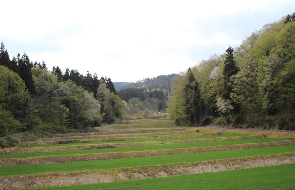 たまたま通った山道で思わず見とれた緑に染まった山にカメラを向けました　その時に感じた緑の鮮やかをこの写真では表現できませんでしたがここ数日の暖かな日が続き山がすっかり緑に染まり穏やかな気持ちにさせてくれる風景です