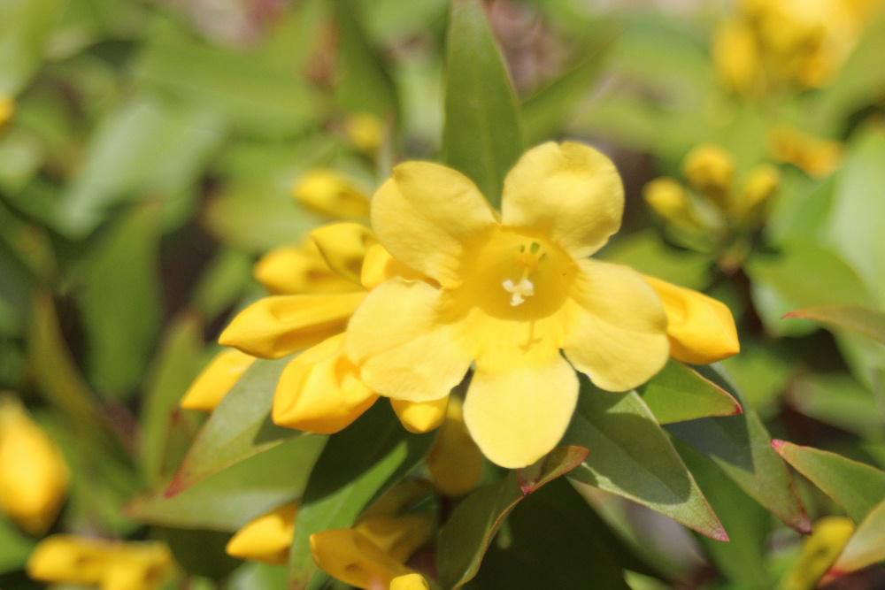 高倉健主演の「幸福の黄色いハンカチ」という映画がありました　愛する人への切ない気持ちに胸を熱くして観たことを思い出します　待ち焦がれた春を告げてくれる黄色の「キャロライナジャスミン」の花が咲きました　花を近づけるとジャスミンの香りがする花で弦のように伸びて花を咲かせてくれます　今はまだわずかですが一面に咲くと見事です　幸せの黄色い花が満開に咲いてくれるのが楽しみです