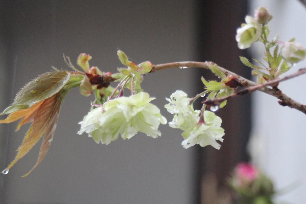 朝から雨が降っています　鉢植えしている黄緑色の花びらの「御衣黄桜」が雨に打たれながらようやく開花しました　まだ２，３輪ですがまわりの桜がほとんど終わりに近づいていますのでようやく咲いてくれたと桜を愛でています　まだそちこちに桜は咲いていますがまわりの山はすっかり新緑の季節になり初夏を迎えようとしています