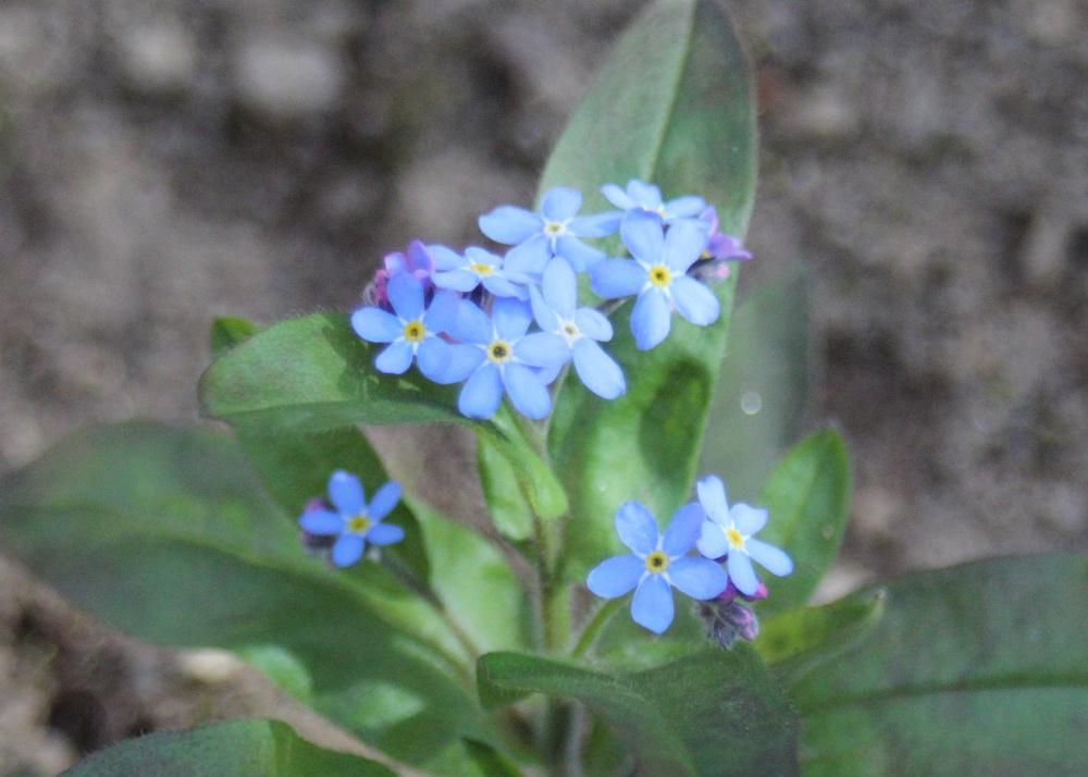 庭に「ワスレナグサ」の青い小さな花が咲き始めました　以前にも書きましたがこの花は中世ドイツの悲しい恋の伝説が由来となっているといいます　若い騎士は恋人のためにドナウ川の岸辺に咲く美しい花を取りにいき川に流されてしまいます　最後の力を振り絞って摘みとった花を岸に投げ恋人に「私を忘れないで」という言葉を残して亡くなってしまいました。  この伝説が元となり勿忘草（ワスレナグサ）と呼ばれるようになったそうです