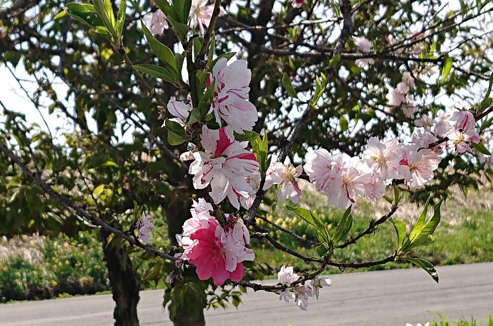 今朝はあいにくの雨降りです　夏日の昨日散歩道で見つけた赤と白のまだらの花が日差しに暑そうに咲いていました　モモの花でしょうか　春から夏に向けての花が咲き始めています