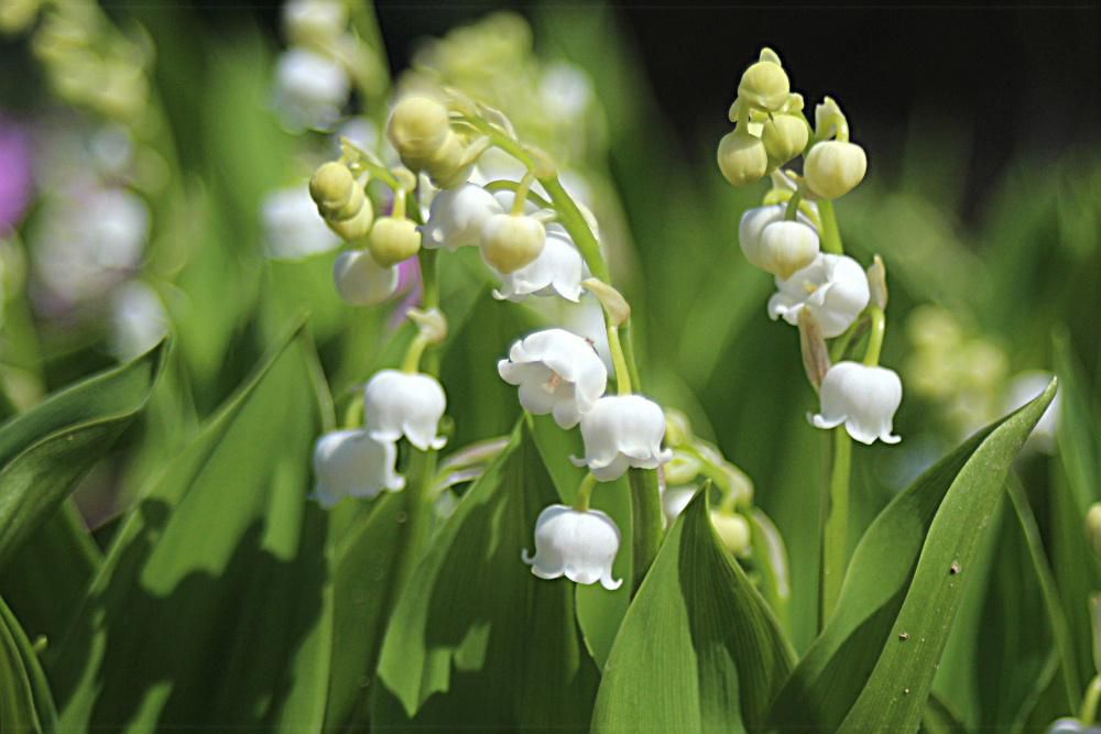 初夏の花スズランが咲き始めました　小さな可憐な花ですが群生するときれいです　繁殖力が旺盛で一株植えたスズランがあっという間に増えてしまいました　狭い庭なので増えないように敷居をつけています　知人から一株もらって３０年以上過ぎたでしょうか　宿根の草花は何年たっても季節が巡ってくると芽を出し葉を伸ばし花を咲かせてくれます　これが自然の摂理でしょうか