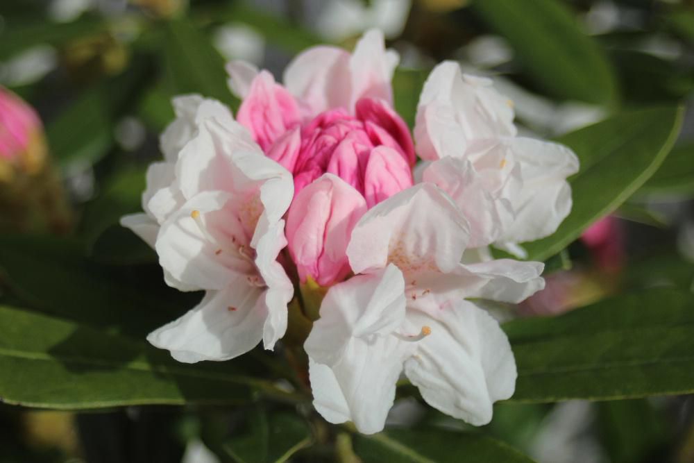 淡いピンクの「シャクナゲ」の花が咲きました　４０年以上も前に裏磐梯にキャンプに行ったときに群生していた「シャクナゲ」を思い出します　「シャクナゲ」はかつて高嶺の花と言われていましたが「シャクナゲ」は本来日本では高山にしか自生しない植物で平地では育ちにくいといった特徴があり「入手が難しい花」とされなかなか手には入らない、貴重な存在といったシャクナゲの特徴によって「高嶺の花」と呼ばれていたのだそうです　今ではどこの庭でもさいているポピュラーな花になりました