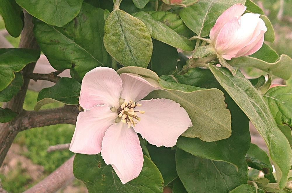 今日は昨日までうって変わって雨模様です　散歩途中で「カリン」の花をみつけました　リンゴやサクランボよりは大きく薄紅色の花を咲かせています　秋には香りの良い大きな果実つけます　葉つきはあまり密ではなく緑陰を楽しむ樹種ではありませんが樹皮・新緑・紅葉が非常に美しいため家庭果樹として最適だそうです