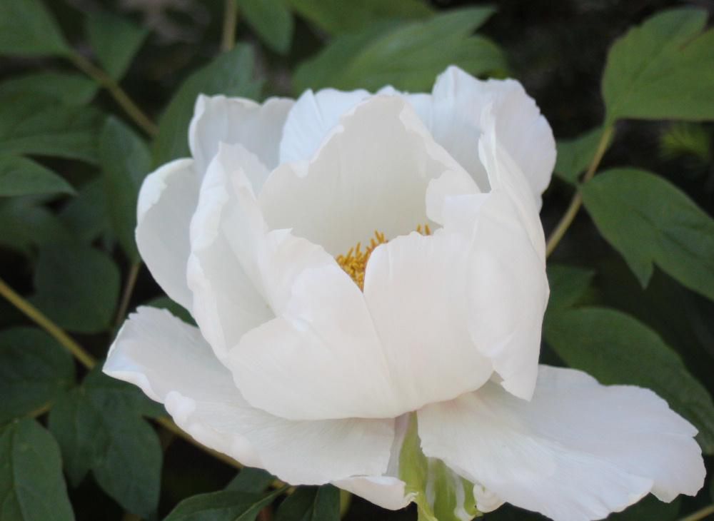 我が家の真っ赤な「ボタン」が一昨日の暑さですっかり花びらを落としてしまいましたが知人宅の白い「ボタン」はまだ花びらを付けて出迎えてくれました　「ボタン」の花言葉は「王者の風格」「高貴」「恥じらい」「人見知り」などと書かれています　 一輪挿しでも豪華に見える「ボタン」の様子から　風格や高貴などの言葉がついたのでしょうか