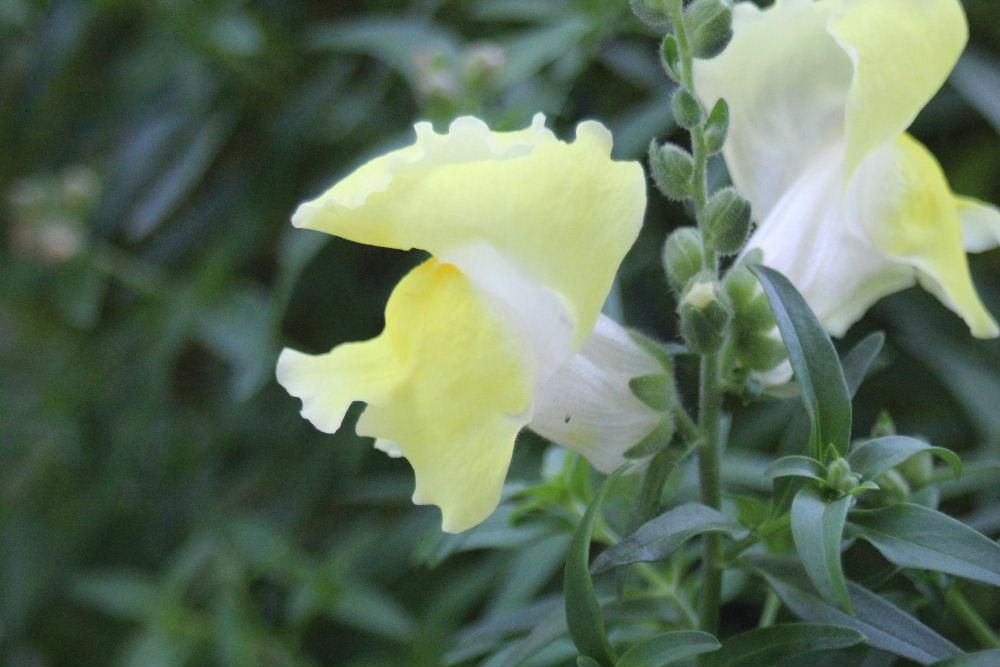 あいにくの雨ふりです　軒下に雨宿りをしている初めて植えてみた「キンギョソウ」が咲いています　花の姿がひれを広げて泳いでいる金魚に見立ててキンギョソウの名前がついたのだそうです  淡い黄色や白　ピンクと春から初夏にかけて花壇を彩る花です今年は種をとって来年育ててみよう　とても育てやすい花で繁殖力も旺盛だとか