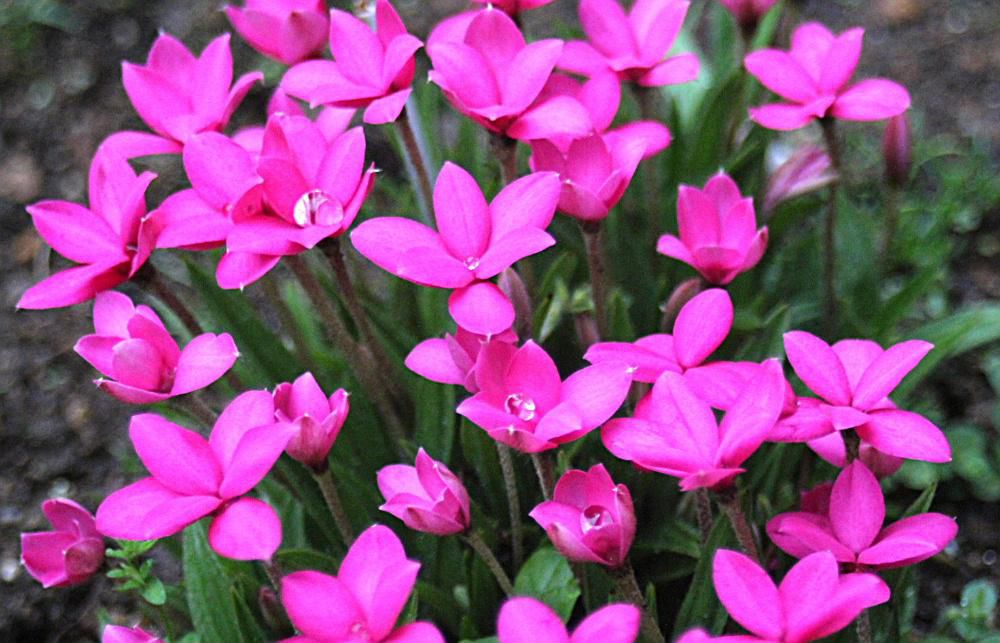 昨夜の雨を載せて「アッツ桜」がピンクの花を咲かせています　桜とよく似た花ですが草丈がわずか数センチで桜の花びらが５枚に対し「アッツ桜」は６枚あります　花がにているのできっと「アッツ桜」とついたのでは　今日からいよいよ暑さが戻ってくるとの予報でどんな天気になるのでしょうか