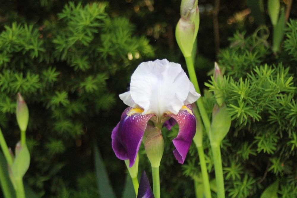近所の川べりに白と紫色の花が咲いていました　「ドイツアヤメ」かなと調べていると「ジャーマンアイリス」がヒットしました　「ジャーマンアイリス」は「ドイツアヤメ」を改良したのだそうです　茎や葉をみるとアヤメではなさそうです　毎年そのそばを通る度にアヤメかな？と思っていました　いよいよ梅雨の時期を象徴するアヤメやカキツバタの季節がやってきました　どの花もそうですが種類も多くなんの花かわからないのですがでも花はきれいです　それでも見てるだけで幸せになります