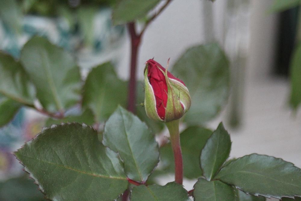 朝起きると庭の草花や花木を見ている時はいろんなことを忘れる至福のひと時です　特にさわやかな晴れの日は特に気持ちもさわやかなになります　私の好きなバラがもう少しで咲きそうです　虫や病気との闘いです　花期も短いのですが１０株ほどのバラがそれぞれたくさんのつぼみを付けています　この暑さで一斉に開花するのでしょうか　開花したらアップします