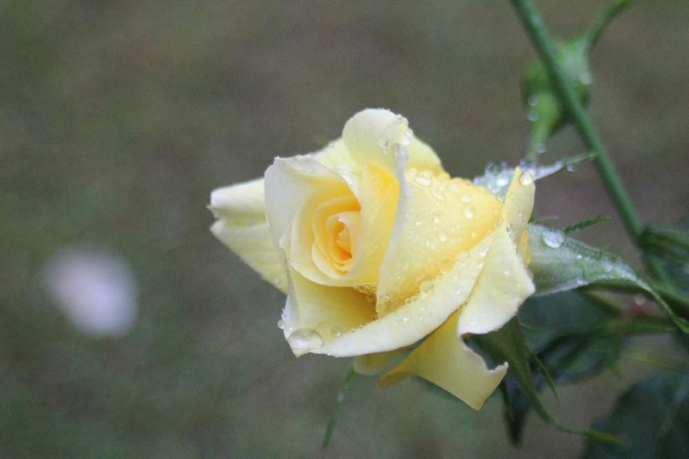 待ちに待ったバラが雨に打たれながらようやく開花しました　ちっちゃな庭に１０株ほどと鉢植えのバラがありますが黄色のバラがさきました　アブラムシが付きカイガラムシが茎について枯らしてしまいなかなか手入れが難しい花木です　いつも我が家の庭のバラは死にそうですが今年はなぜか花芽を多くつけてくれています　次々に咲くのが楽しみです　