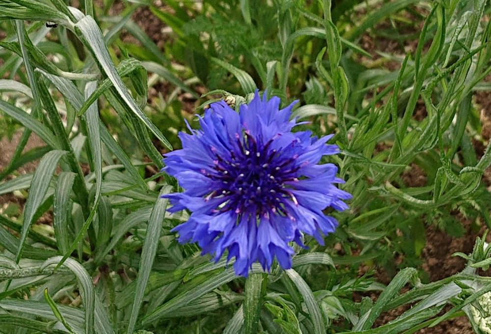 昨日の散歩中に道路沿いの畑で鮮やかな青紫色の花をみつけました「ヤグルマギク」でしょうか　この花の名前は「矢車」に見立てて付いたといわれています　矢車は鯉のぼりのてっぺんでくるくる回っている車輪のような部分でヤグルマソウとも呼ばれているようです　