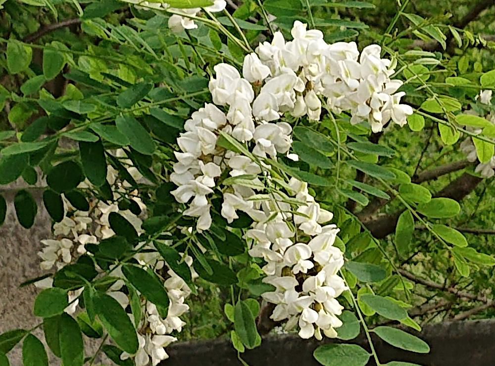 川べりに白いフジの花に似た花が咲いていました　「ニセアカシア」でしょうか「ハリエンジュ」とも呼ばれ枝に棘があり扱いにくい花木です　初夏に咲く蜂蜜の蜜源となる花だそうでこんな川べりになぜ咲いているのか不思議です  調べてみると　どのような荒地でもよく育ち　野生化し河川敷などで群落となり　在来の植生に影響を与えるとして外来生物法における要注意外来植物に指定されており在来植生保護のために伐採されることが多いのだそうです　生き残りの木ということになるのでしょうか