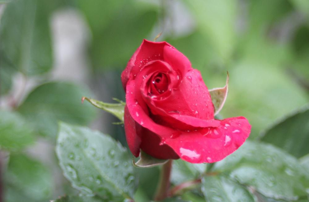 寒い雨降りですが我が家の３つ目のバラが咲いています　もう少し天気が良ければ鮮やかな朱色のバラになるのですがまだ咲き始めで色もいまいちです　しっかりと咲き始めたら写真を入れ替えます