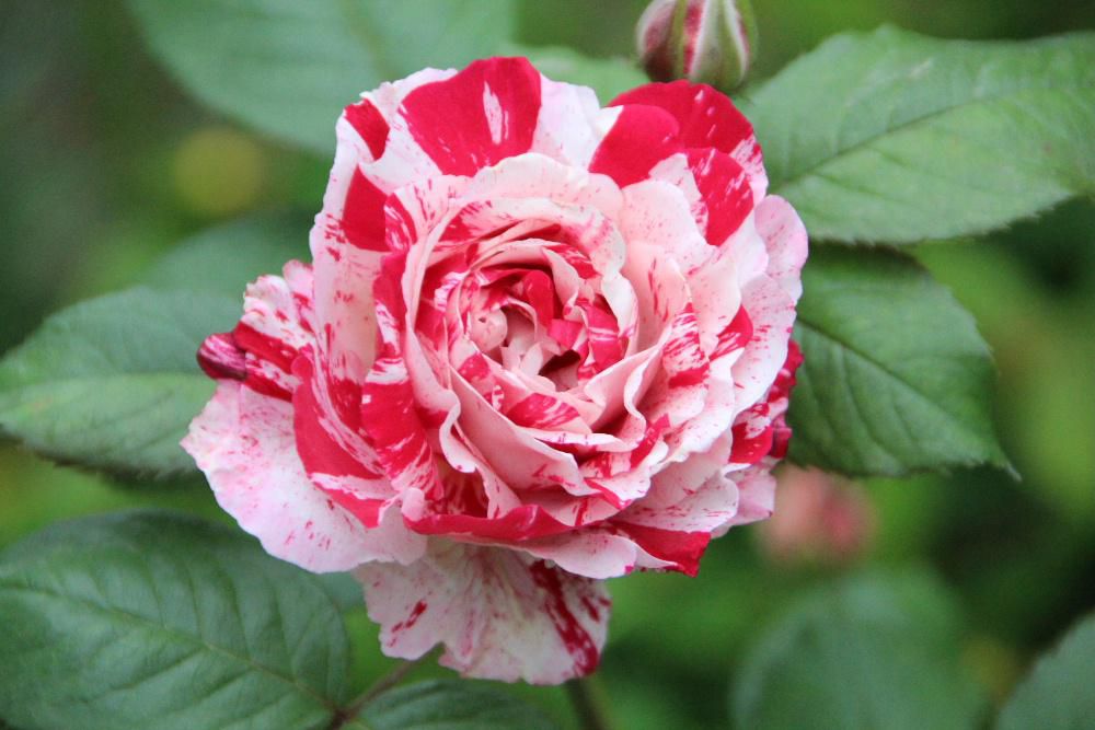 我が家の５つ目のバラは赤と白の絞り模様の変わった花で「センチメンタル」と名前のついた中輪の四季咲きのバラです　あまり強くはありませんが甘い香りがします　強くて育てやすいと説明書きにありましたが土があまりよくないせいか８輪しか咲いていません