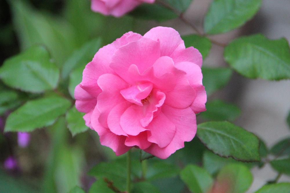 ６つ目と７つ目のバラです　どちらも花の名前がわかりません　ピンクの花びらをもっているバラは四季咲きですがあっという間にピンクの色が褪せてしまいます　ツルバラの一つです１０年以上も前に植えたバラですがまだ楽しませてもらっています　オレンジ色のバラはとても勢いよく育ち思い切り剪定してもまた翌年花をつけてくれるバラです
