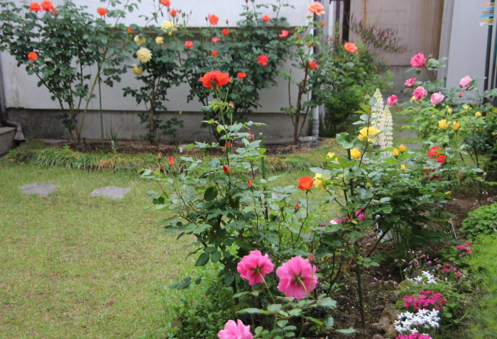 暖かい天候にあっという間に我が家の小さな庭に植えているバラ達が満開です　赤　橙　貴　ピンクなど次々に咲いてくれ今が見頃ですがすぐ散ってしまいます　咲いている花に優しさとほのかな香りなど感じることができました　花を愛でている時は暑い日差しを受けた禿げ頭や腰の痛みを忘れさせてくれるひと時です