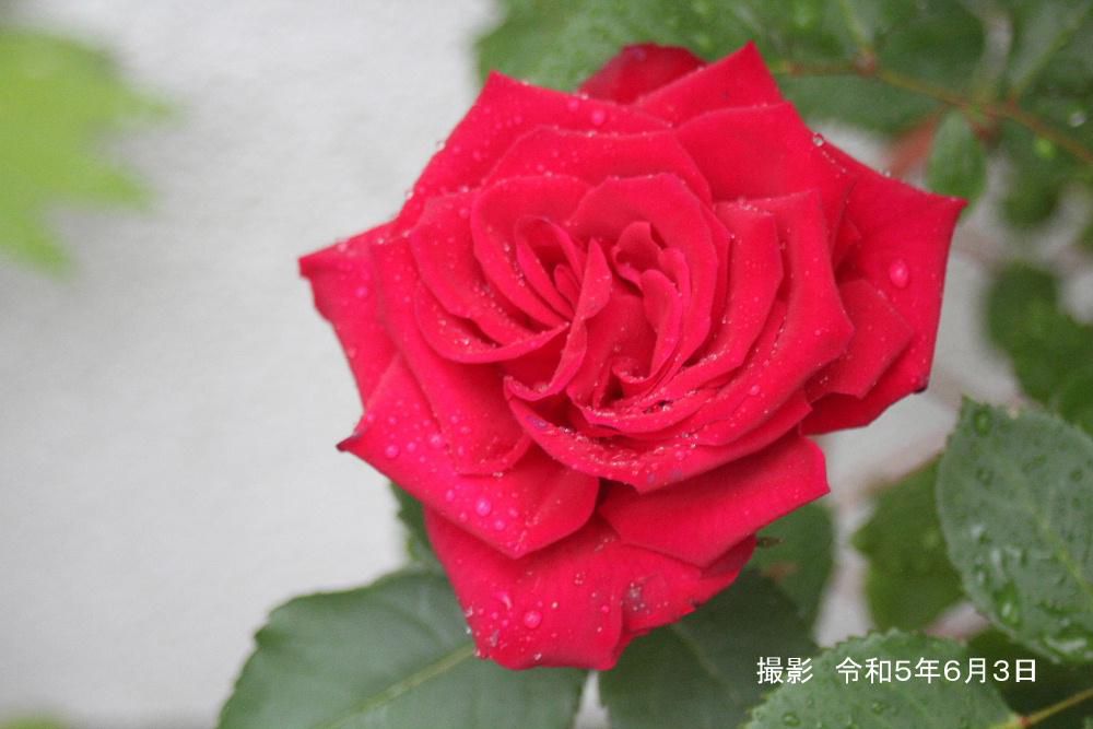 雨に濡れたバラに水滴がダイヤモンドのように輝いています　残念ながら陽の光りをあびることができず輝きはいまいちですが先日バラに降り注いでいた太陽の光にバラにのっかっていた小さな水滴がキラキラと輝き　まさにダイヤモンドのようにみえました　花の美しさと自然の織り成す風景が花を一層きれいに見せてくれます