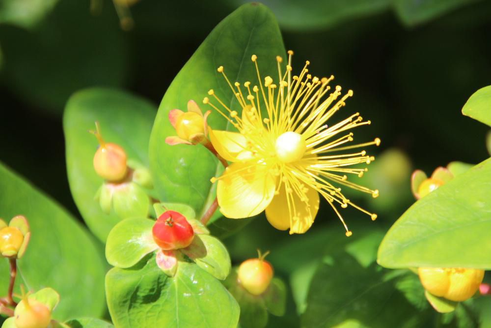知人から一株いただいた「セイヨウオトギリ（？）」が鮮やかな黄色の花を咲かせています　中心から放射状に伸ばしたたくさんの金糸状の糸のようなものが鮮やかです　初夏を伝えるように咲いています　ネットで調べてみると薬草として様々に使われています　ケガをしたときなど「オトギリソウ」を煎じたものをペタペタとつけられましたがこの植物だったのでしょうか