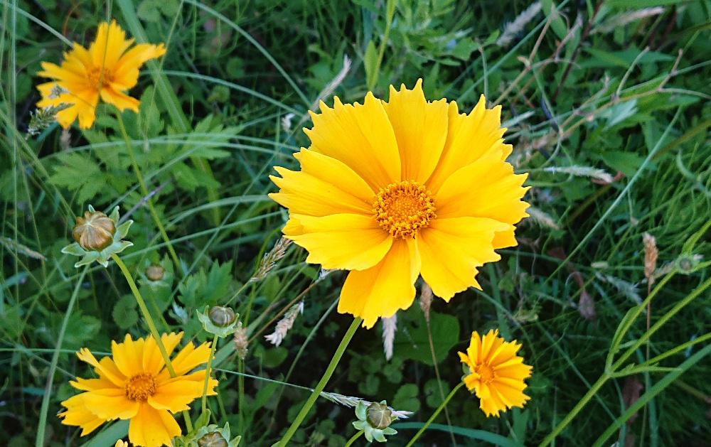 散歩中の吉野川の土手に鮮やかな黄色の花をみつけました　調べてみると「オオキンケイギク」ではないかと思われます　キバナコスモスとよく似ていますが葉がちあうのだそうです　こんなきれいな花ですが外来作物できびしく栽培が規制されています　